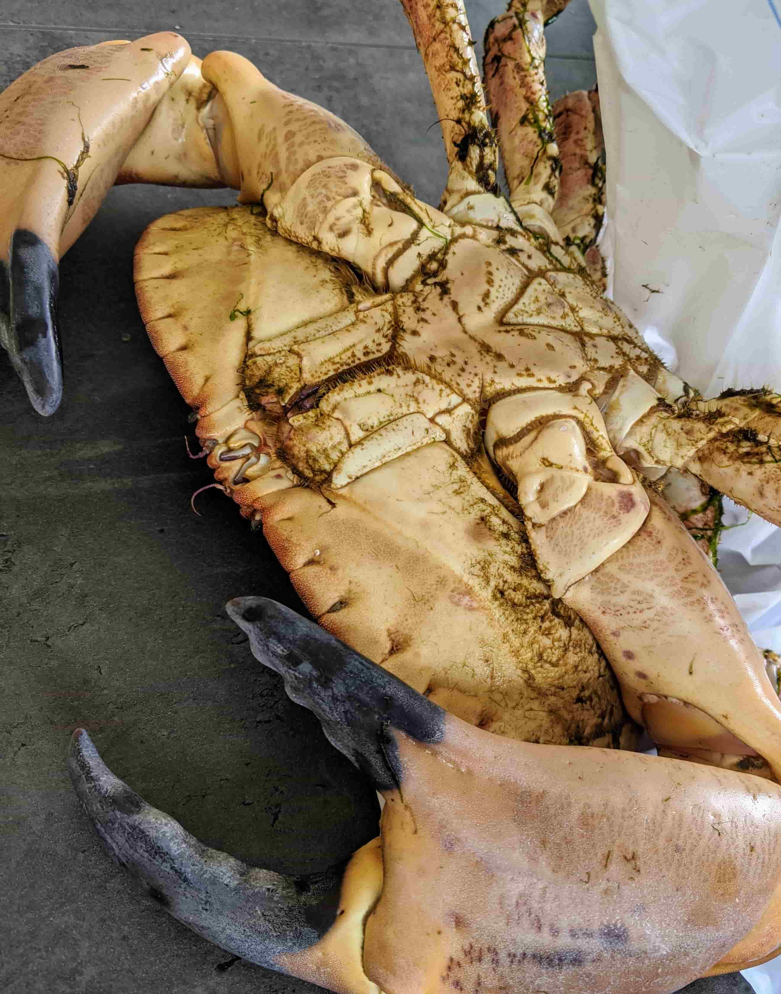 Crabe tourteau male