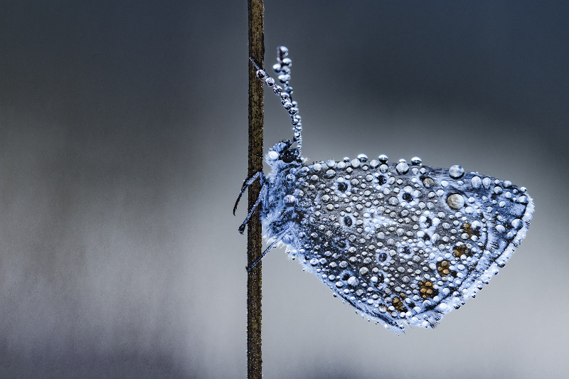 Papillon azuré bleu, Valérie Béal Bretagne.com