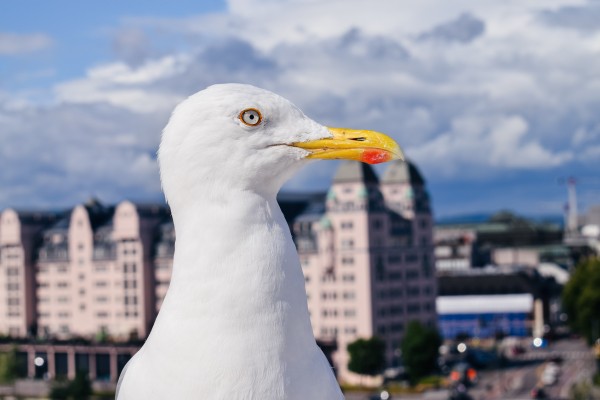 Un goéland devant des bâtiments sur ciel bleu