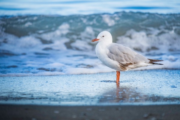 Une mouette sur la plage