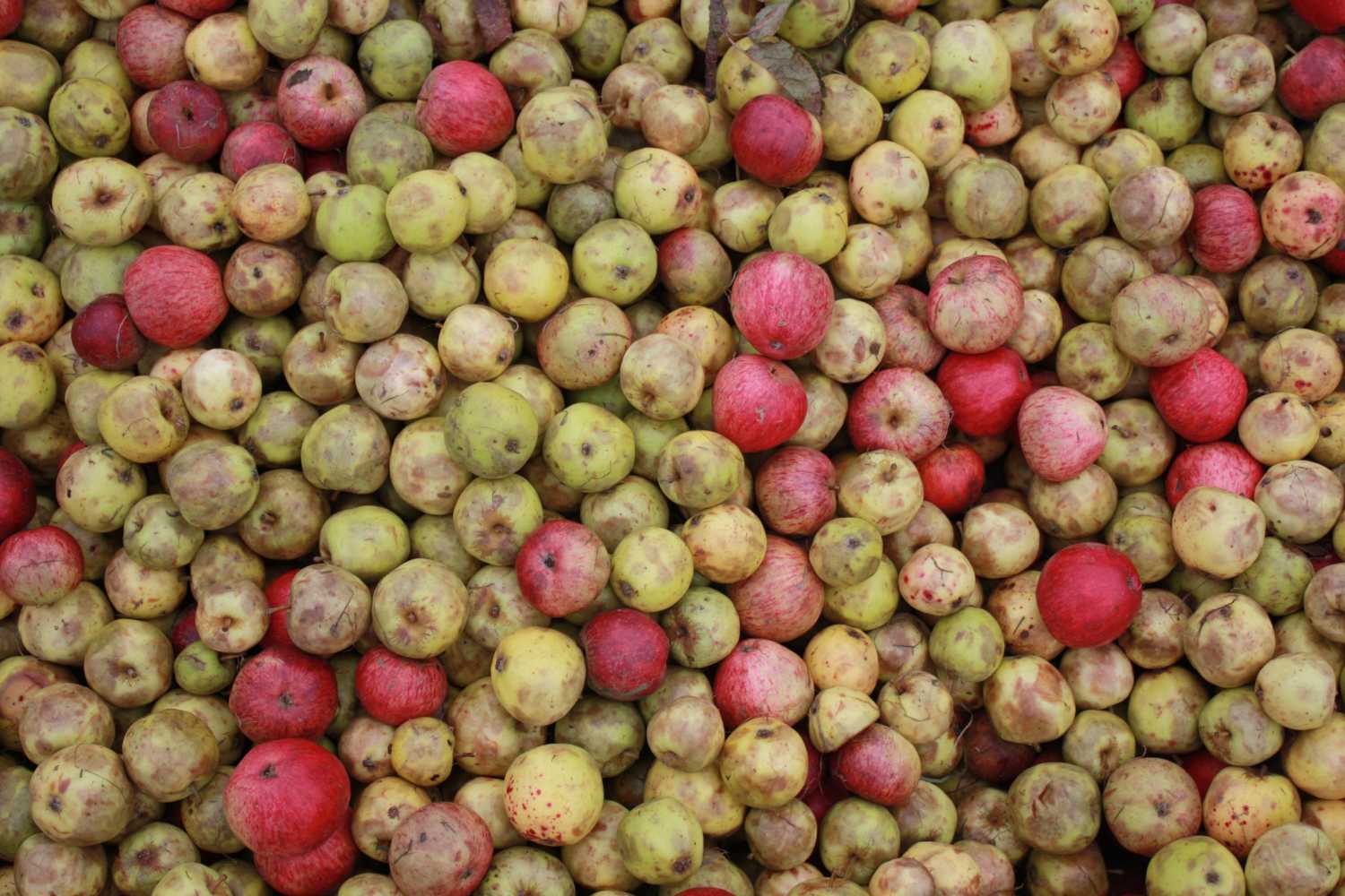 bac de pommes à cidre de Bretagne