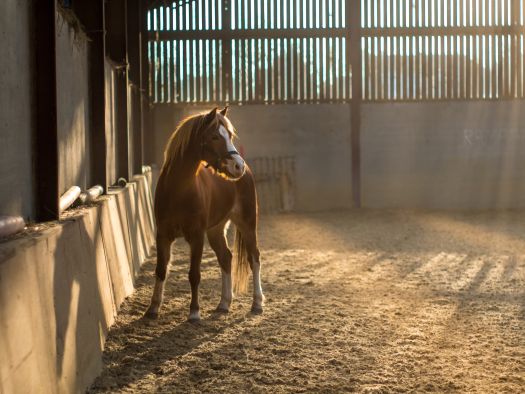 Un poney dans une ferme pédagogique en Bretagne