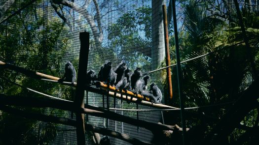 Plusieurs singes en rang au milieu d'une cage dans un zoo