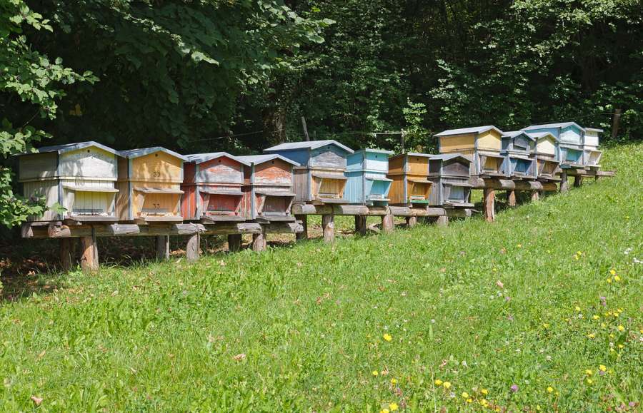 Ruches à miel, ingrédient principal de l'hydromel breton : le chouchen