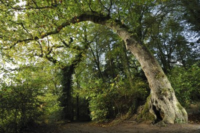 PRIX DU PUBLIC : L"ARBRE GIRAFE"