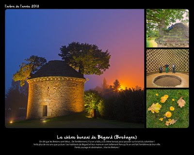 Le chêne banzai de Bégard (Bretagne)