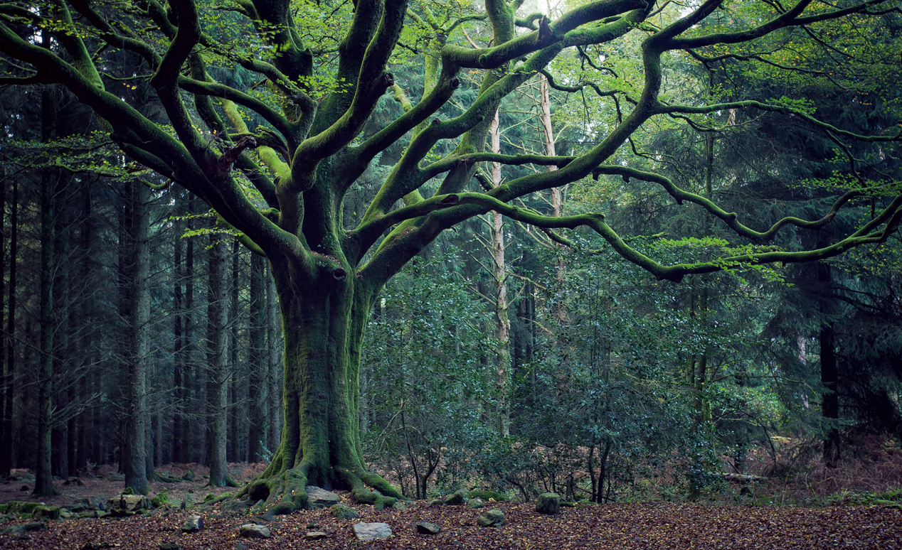 forêt de brocéliande bretagne