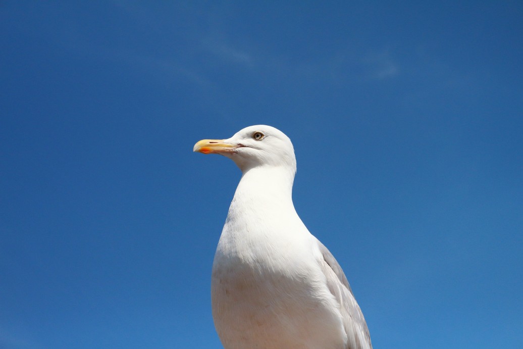 Quelle Est La Difference Entre Une Mouette Et Un Goeland