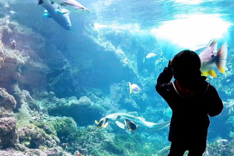 aquarium Bretagne