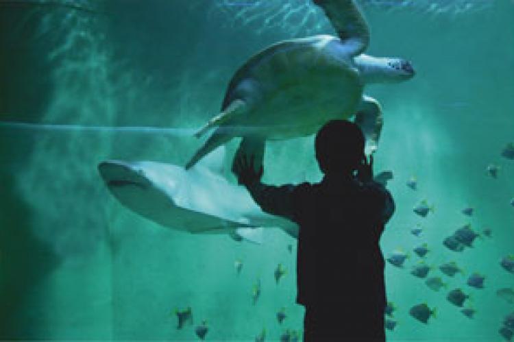 Aquarium de Saint Malo