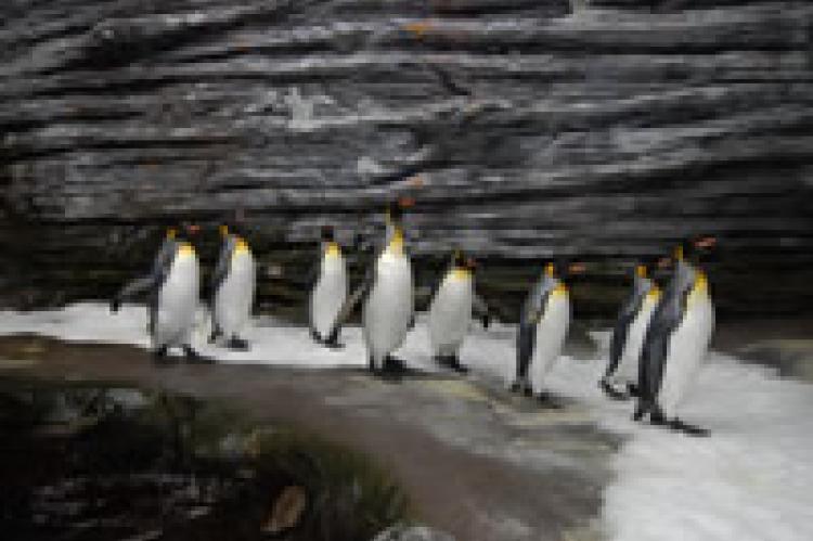 Océanopolis, découverte des océans Océanopolis, découverte des océans