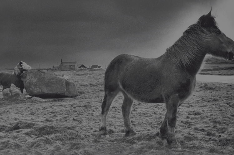 cheval en noir et blanc, emblème de la brasserie Coreff