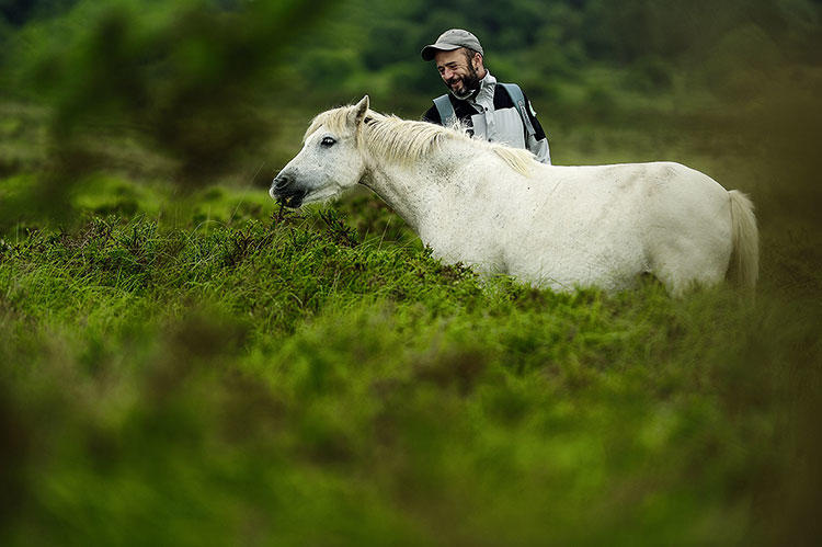 Le naturaliste Emmanuel Holder poney du Dartmoor dans les landes du Cragou.