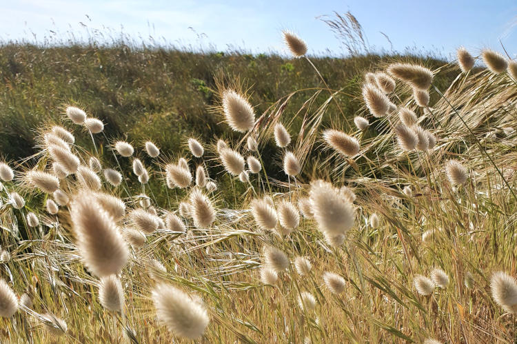 la végétation sur les dunes de keremma