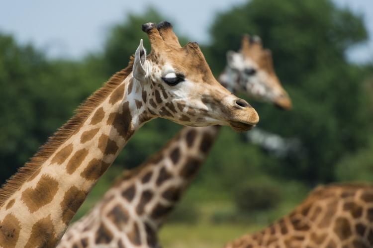 Zoo Zoo