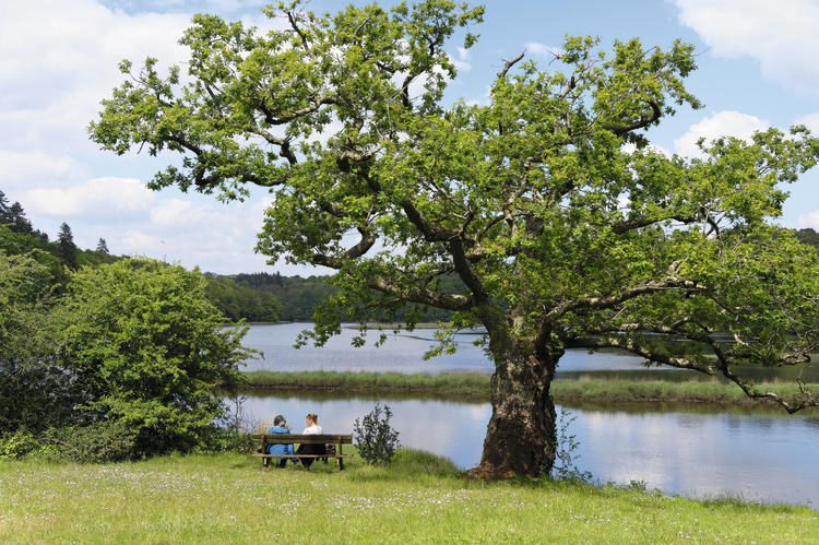 Deux personnes sur un banc au pied d'un arbre au bord de la Laïta