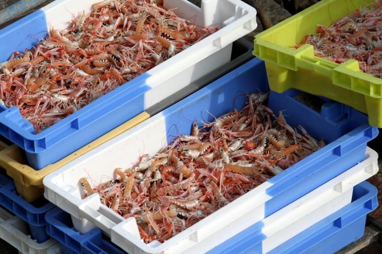 Loctudy, pays de la langoustine Loctudy, pays de la langoustine