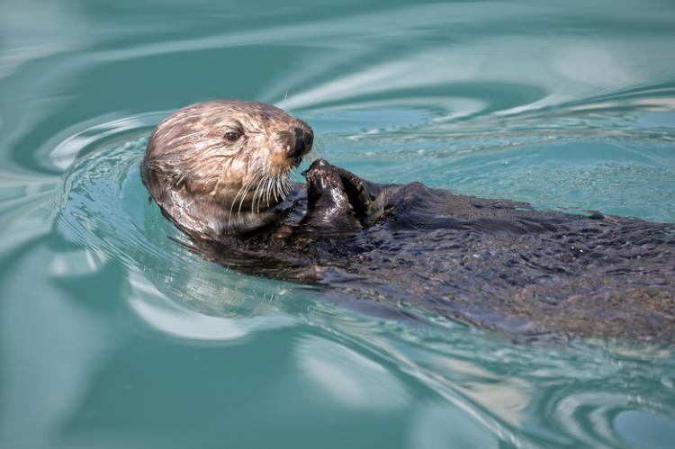 Loutre Loutre