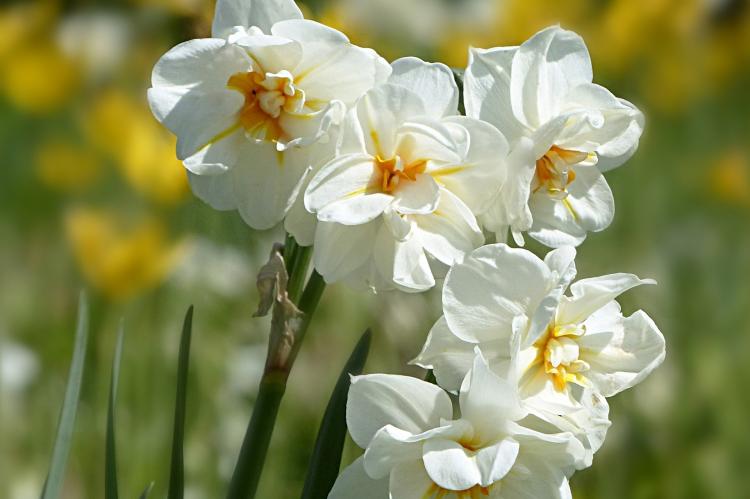 Narcisse Narcisse
