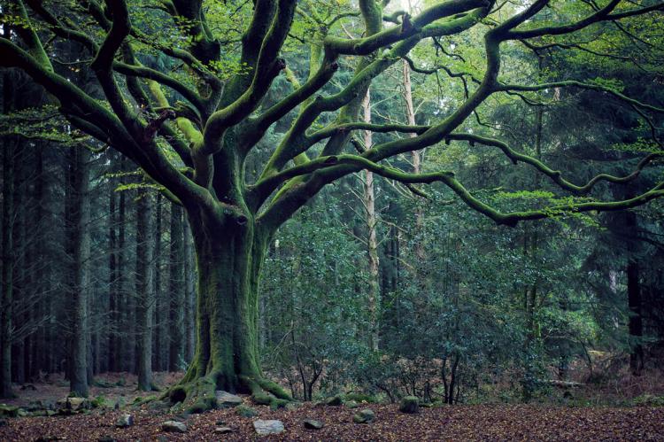 Fôret de Brocéliande Fôret de Brocéliande