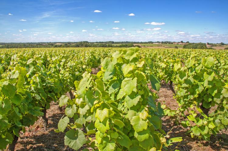 Vignoble nantais Vignoble nantais