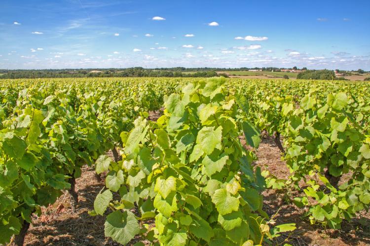 Vignoble nantais