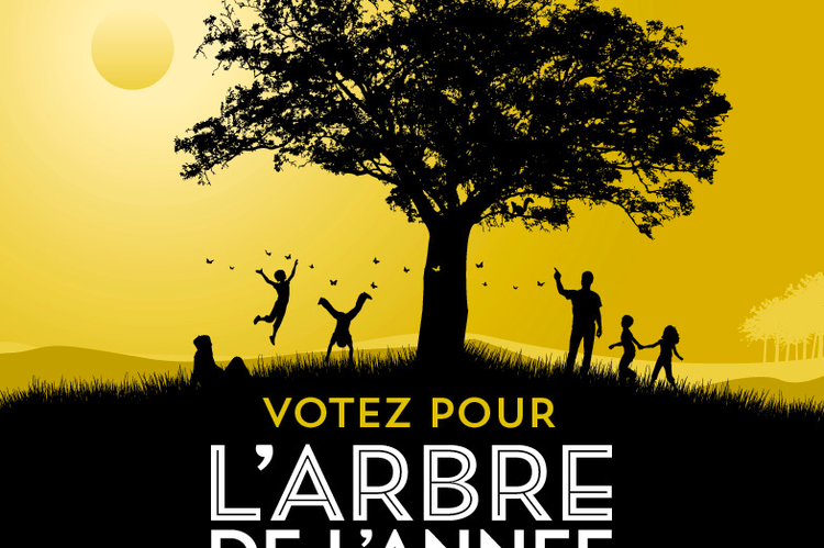 Votez pour votre arbre préféré ! Concours arbre de l'année 2021
