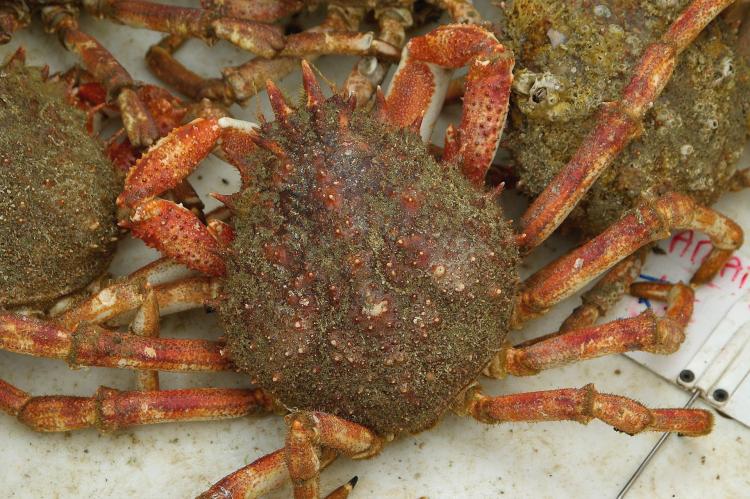 Araignée de mer Araignée de mer
