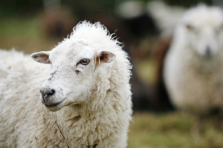Un mouton dans une ferme pédagogique en Bretagne