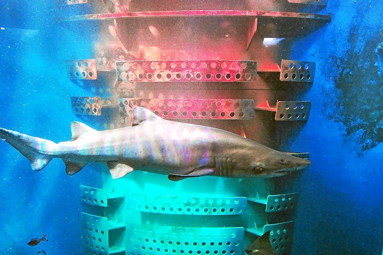 Aquarium de Saint Malo