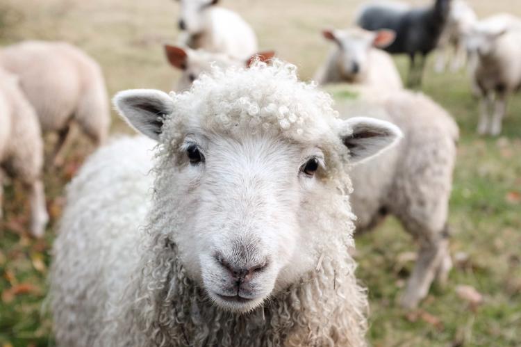 Un mouton dans une ferme pédagogique La tête d'un mouton devant d'autres moutons dans une prairie