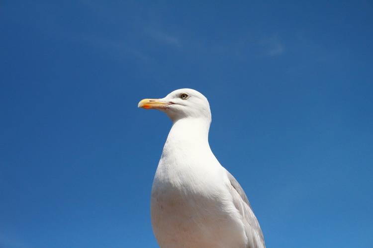 Un goéland devant ciel bleu