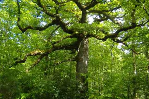 Brocéliande