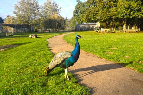 Parc Animalier La Pommeraie à Peumerit