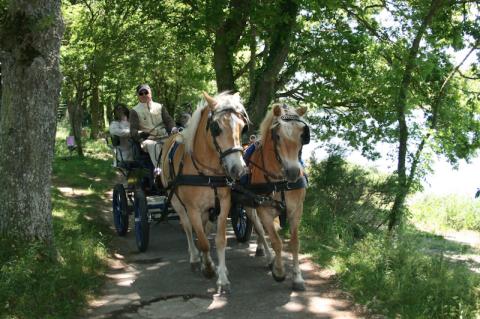 Promenades en calèche