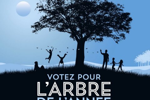 Votez pour l'Arbre de l'année 2022