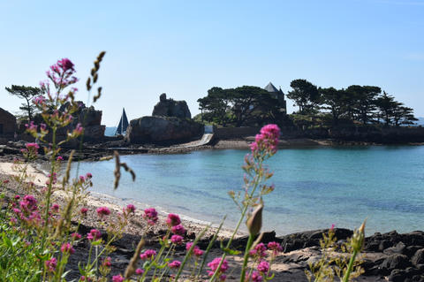 vue sur la mer et les fleurs roses de l'île de Bréhat