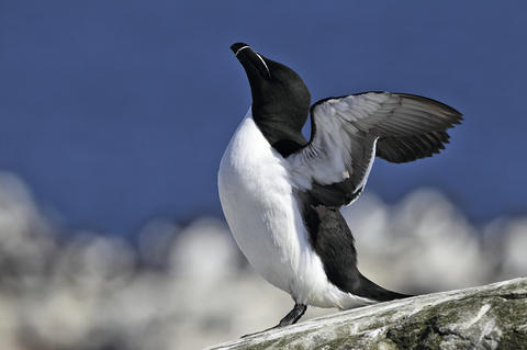 Un pingouin Torda déploie ses ailes au soleil