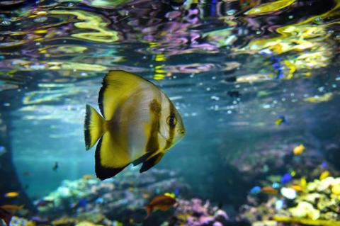 Aquarium de Saint Malo