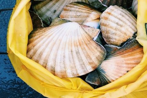 Cassolette de Saint-Jacques et crevettes