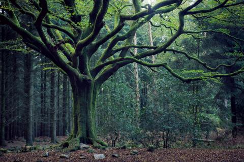 Fôret de Brocéliande