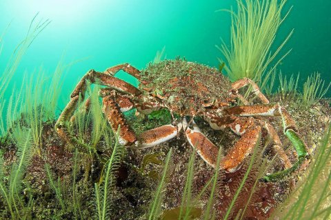 Cuisson de l'araignée de mer