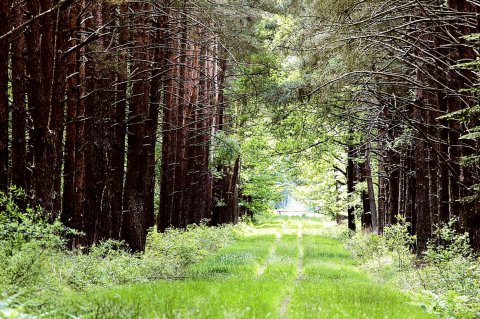 Plongez au cœur de la forêt de Brocéliande et découvrez tous ses mystères...