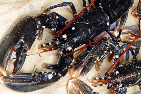 Le homard breton, produit-star de Noël et des fêtes de fin d'année