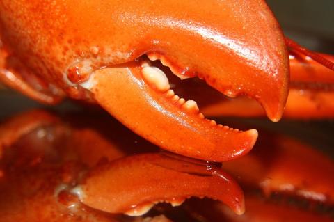 Gros plan sur une pince de homard breton cuit. Sa couleur est rouge 