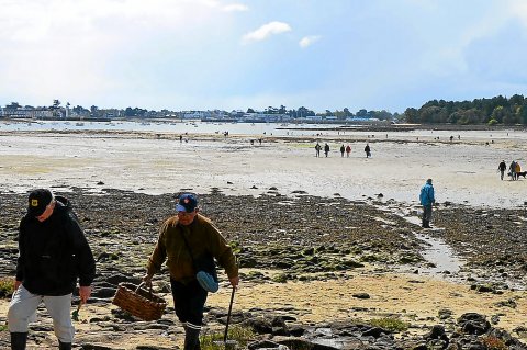 L'île Chevalier en Bretagne, propice pour la pêche à pied