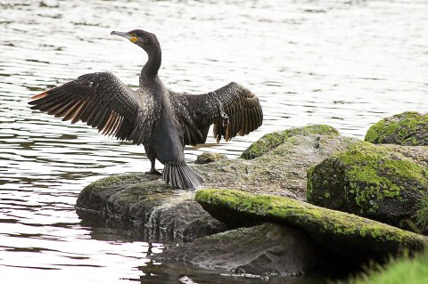 Grand cormoran sur l'ile Grande en Bretagne