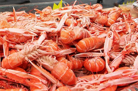 Loctudy, pays de la langoustine