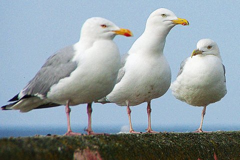 Une mouette et deux goélands