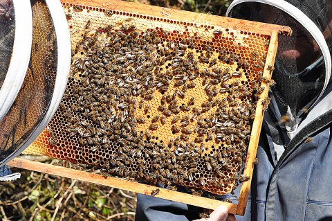 Le Musée de l'Abeille Vivante et de la Cité des Fourmis, Le Faouët